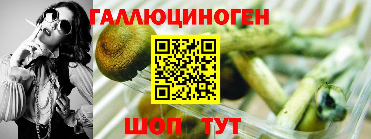 Псилоцибиновые грибы Psilocybe Ижевск